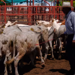 Customs duties: Donald Trump announces temporary suspension of taxes on certain beef imports