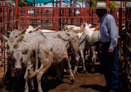 Customs duties: Donald Trump announces temporary suspension of taxes on certain beef imports