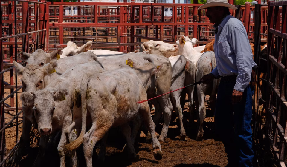 Customs duties: Donald Trump announces temporary suspension of taxes on certain beef imports