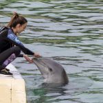 Animals. Due to lack of resources, the Beauval zoo will not welcome dolphins from Marineland Antibes