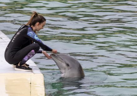 Animals. Due to lack of resources, the Beauval zoo will not welcome dolphins from Marineland Antibes