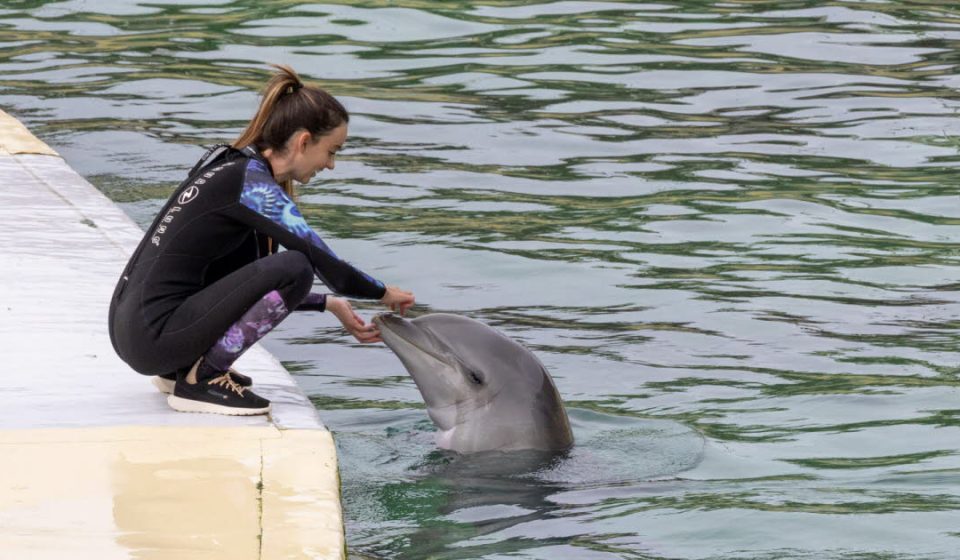 Animals. Due to lack of resources, the Beauval zoo will not welcome dolphins from Marineland Antibes