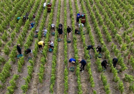 “A potential for very great wines”: bottles of champagne with more than 13% alcohol this year