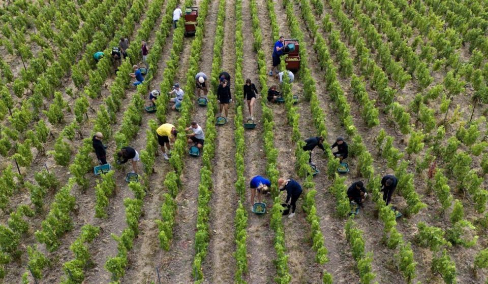 “A potential for very great wines”: bottles of champagne with more than 13% alcohol this year