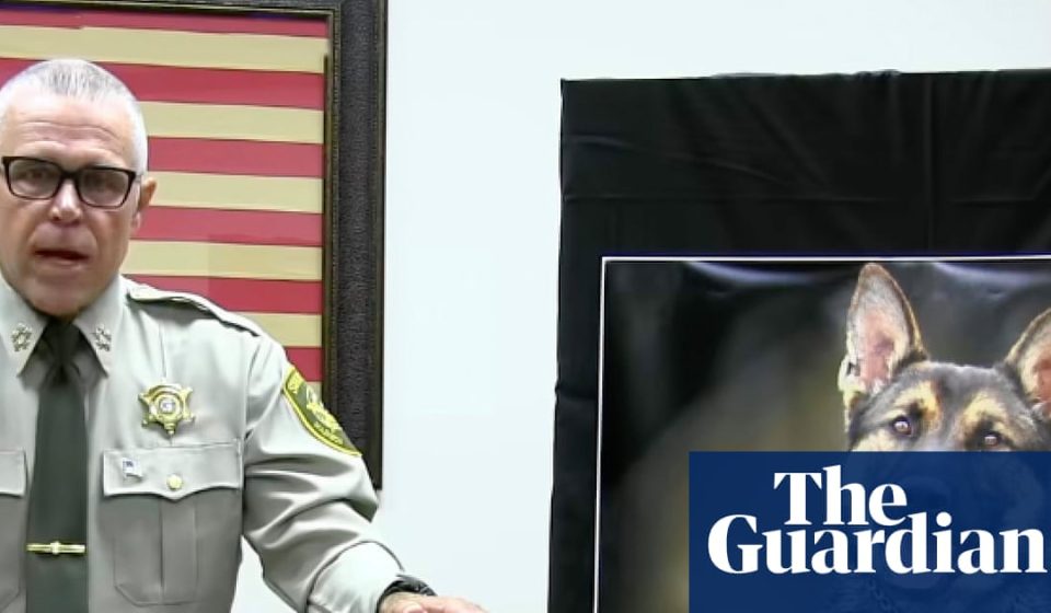 Heat stroke death of police dog sparks criminal investigation in Tennessee | Tennessee