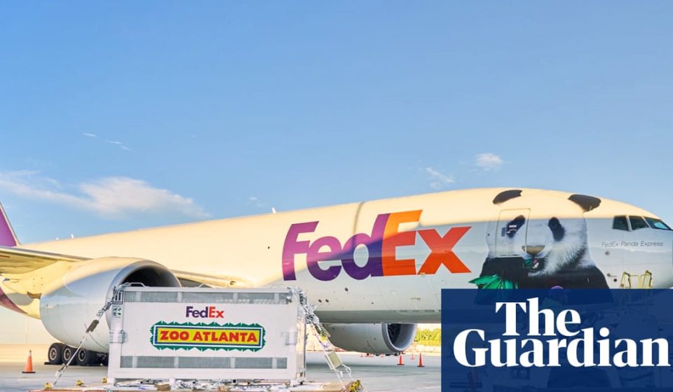 Two giant pandas arrive from China to Atlanta after Xi-Trump summit | Atlanta