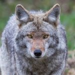 Woman bitten by possibly rabid coyote on Westchester hiking trail