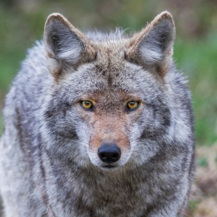 Woman bitten by possibly rabid coyote on Westchester hiking trail