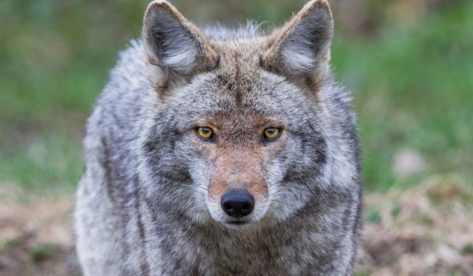 Woman bitten by possibly rabid coyote on Westchester hiking trail