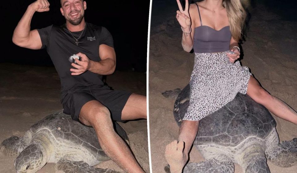 Couple spark global fury after riding nesting sea turtle