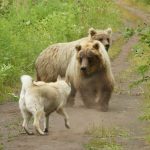 Study upends the usual narrative of dog-bear fights