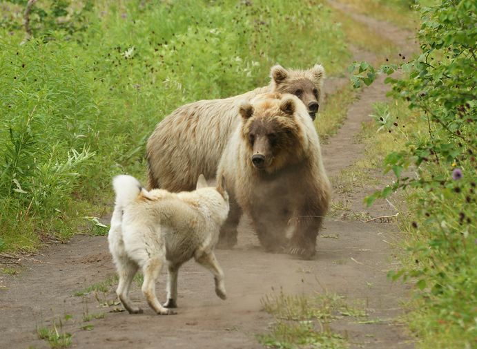 Study upends the usual narrative of dog-bear fights