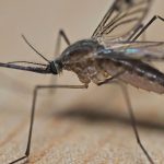 Trump orders mosquito purge in Washington