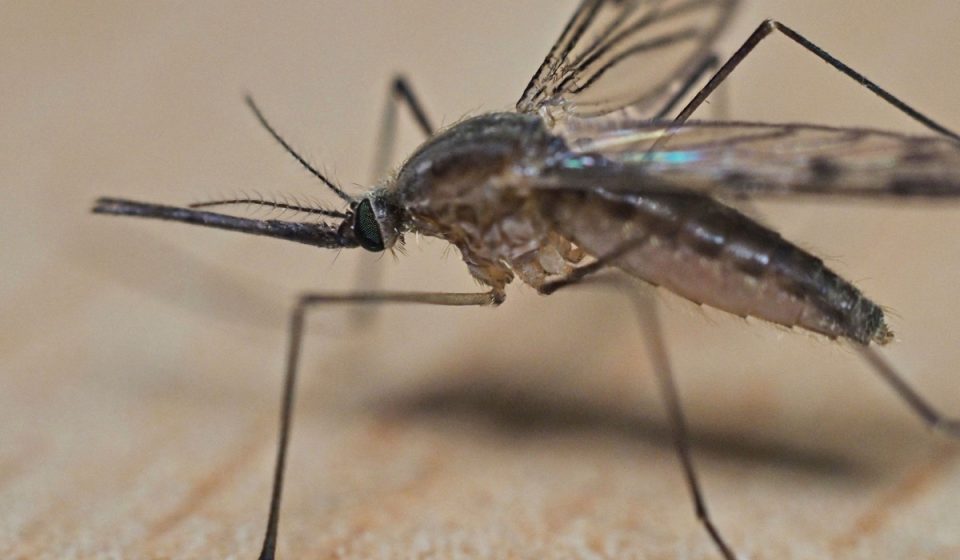 Trump orders mosquito purge in Washington