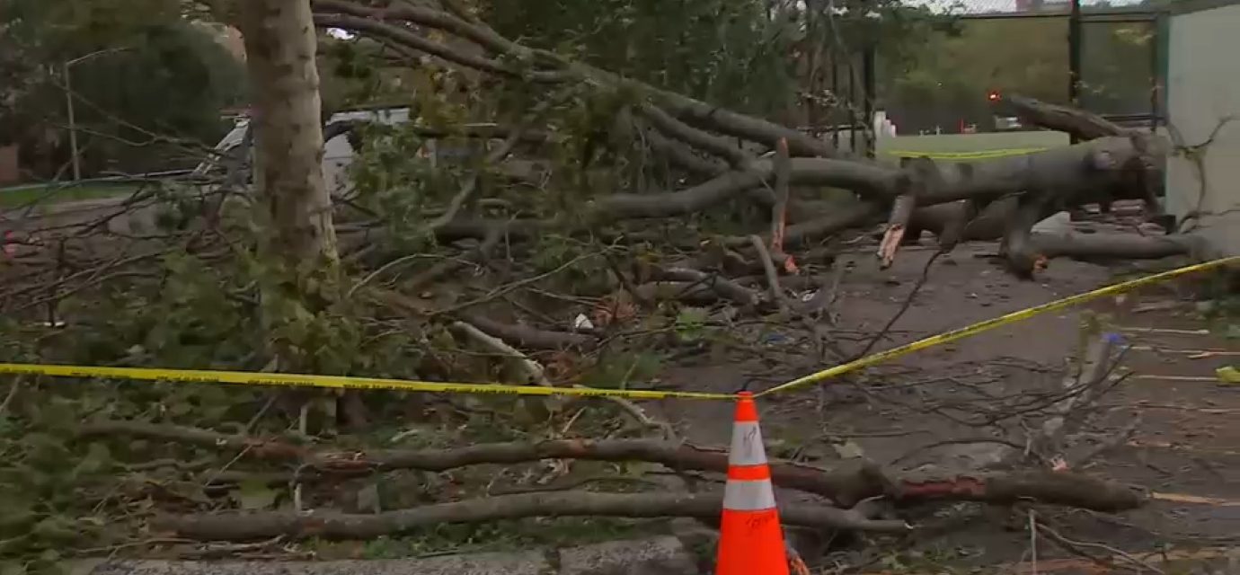 Falling tree kills NYCHA worker in East New York, Brooklyn