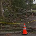 Falling tree kills NYCHA worker in East New York, Brooklyn