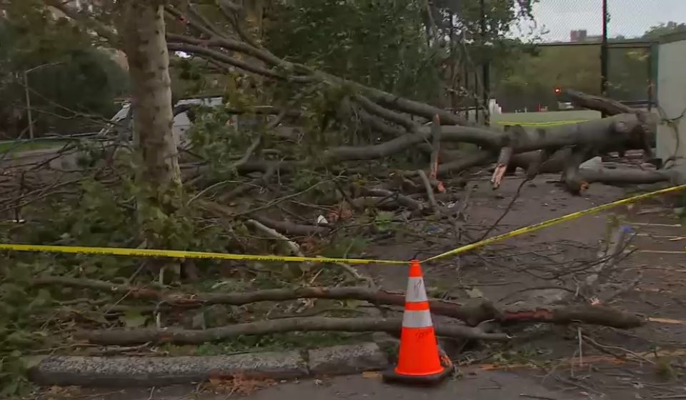 Falling tree kills NYCHA worker in East New York, Brooklyn