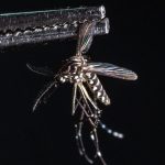 Dengue fever surge in Florida shows virus's growing threat in U.S. - NBC News