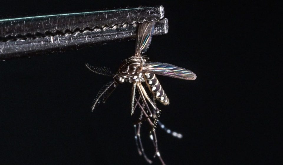 Dengue fever surge in Florida shows virus's growing threat in U.S. - NBC News