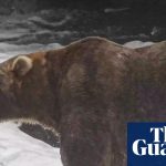 Backpack edges Dancing Queen to win Fat Bear Week title | Alaska