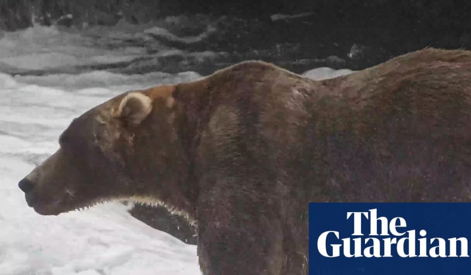Backpack edges Dancing Queen to win Fat Bear Week title | Alaska