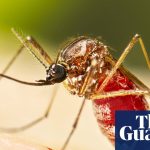 Dengue outbreak prompts Florida counties to declare state of emergency | Florida