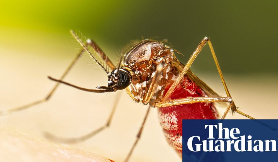 Dengue outbreak prompts Florida counties to declare state of emergency | Florida