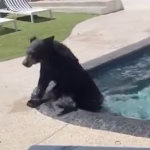 In Los Angeles, bears descend on the city and conflicts multiply