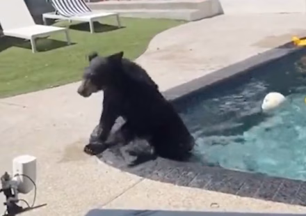 In Los Angeles, bears descend on the city and conflicts multiply