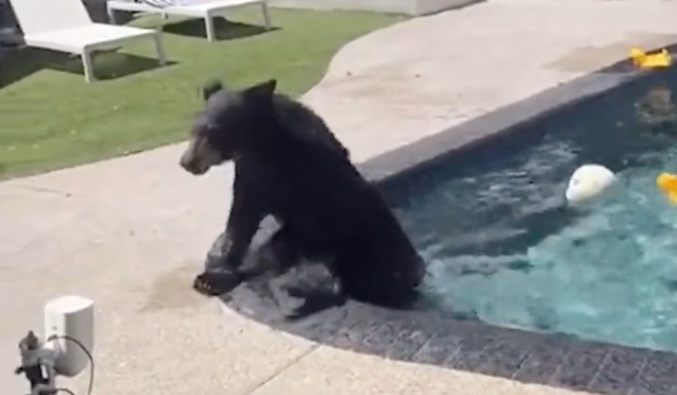 In Los Angeles, bears descend on the city and conflicts multiply