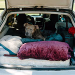 In California, these thousands of Americans forced to live in their cars