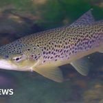 Project protects key wild brown trout spawning site in Hertfordshire - BBC