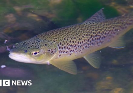 Project protects key wild brown trout spawning site in Hertfordshire - BBC
