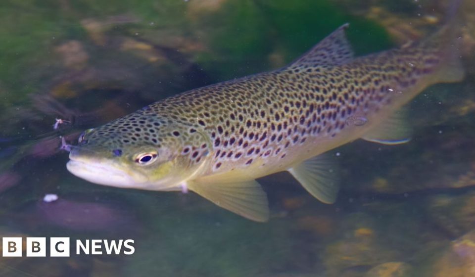 Project protects key wild brown trout spawning site in Hertfordshire - BBC