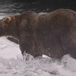 Bear 910 vs. Backpack: It's the final showdown for Fat Bear Week in Alaska