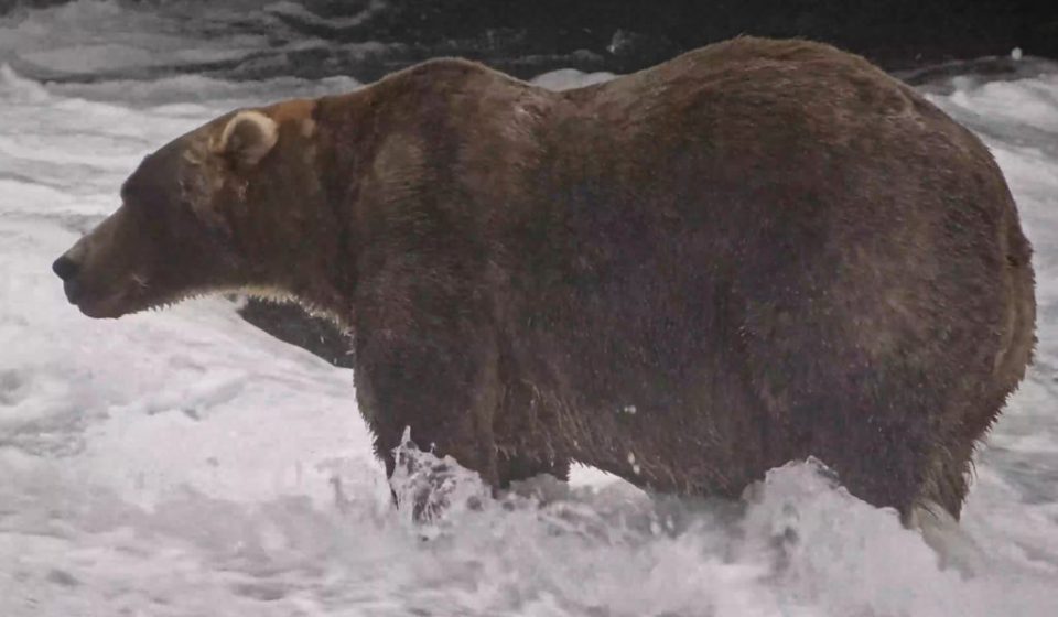 Bear 910 vs. Backpack: It's the final showdown for Fat Bear Week in Alaska
