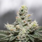 Scientists Find Worrying Link Between Frequent Cannabis Use and Seizures