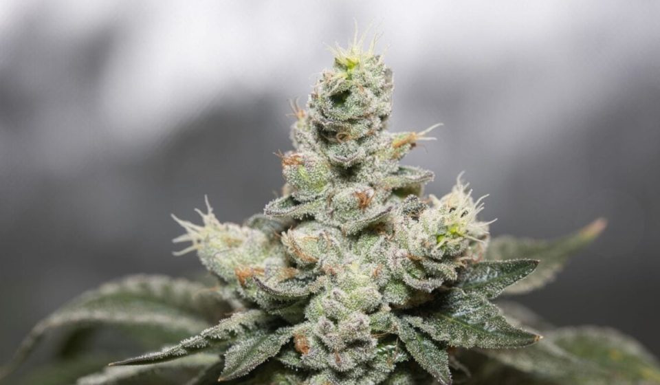 Scientists Find Worrying Link Between Frequent Cannabis Use and Seizures