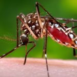 Florida counties declare state of emergency over 'extremely unusual' dengue outbreak