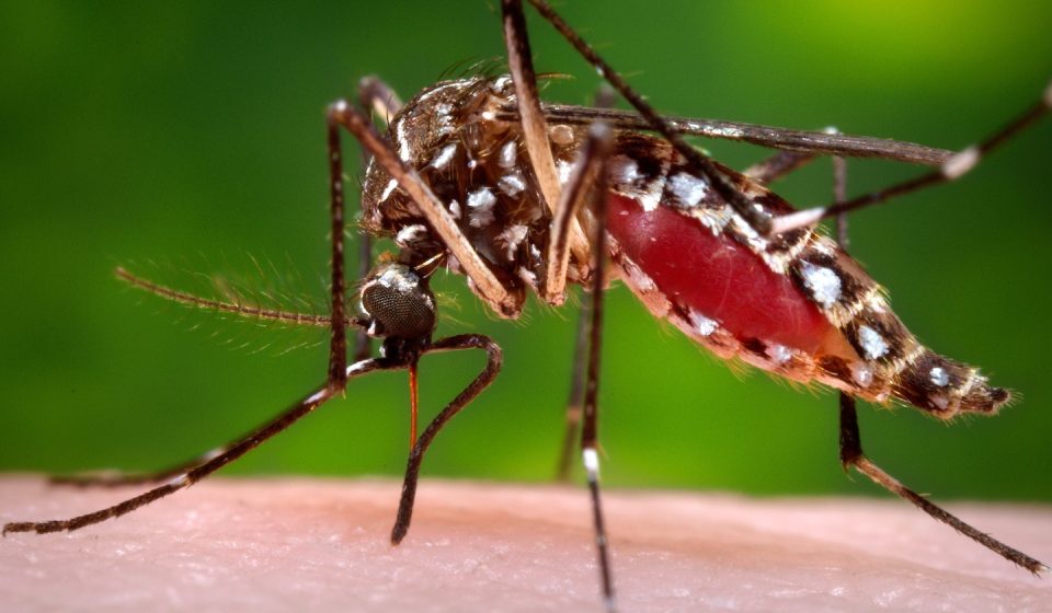 Florida counties declare state of emergency over 'extremely unusual' dengue outbreak