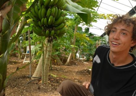 In France, exotic fruit crops boosted by climate change - Élément Terre, the report