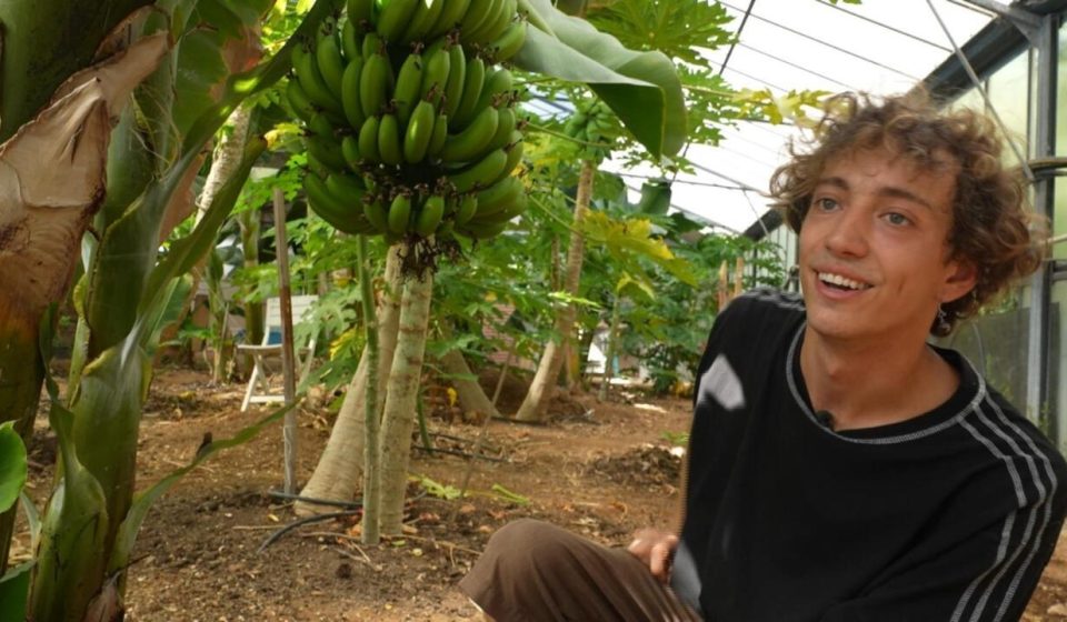 In France, exotic fruit crops boosted by climate change - Élément Terre, the report