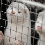 'Watch them die': Bird flu outbreak at Utah mink farm remains largely unchecked, advocates say
