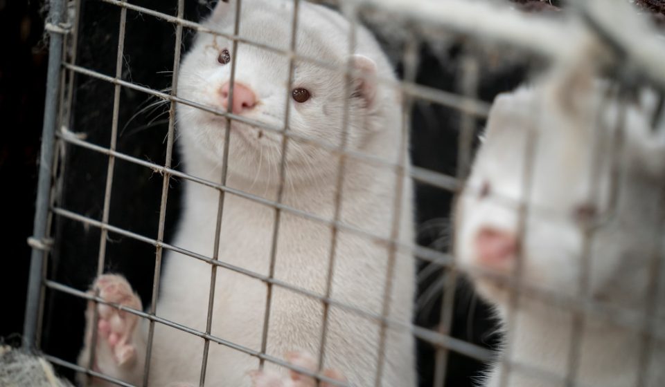 'Watch them die': Bird flu outbreak at Utah mink farm remains largely unchecked, advocates say