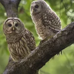 Local research into killed barred owls shows bans on the most harmful rodenticides work | Lost Coast Outpost