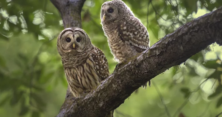 Local research into killed barred owls shows bans on the most harmful rodenticides work | Lost Coast Outpost