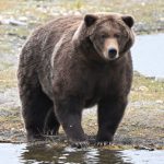 Friendly Giant Backpack Wins Alaska Fat Bear Week | News