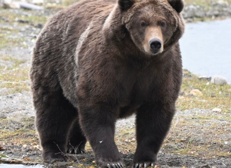 Friendly Giant Backpack Wins Alaska Fat Bear Week | News