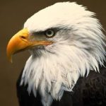 Eagles vs. Eagles game thread Bears Week 3