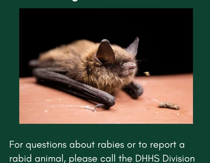 Another person treated for rabies exposure after being bitten by a bat on Cal Poly Humboldt campus; Public health officials urge residents to avoid contact with wild creatures | Lost Coast Outpost